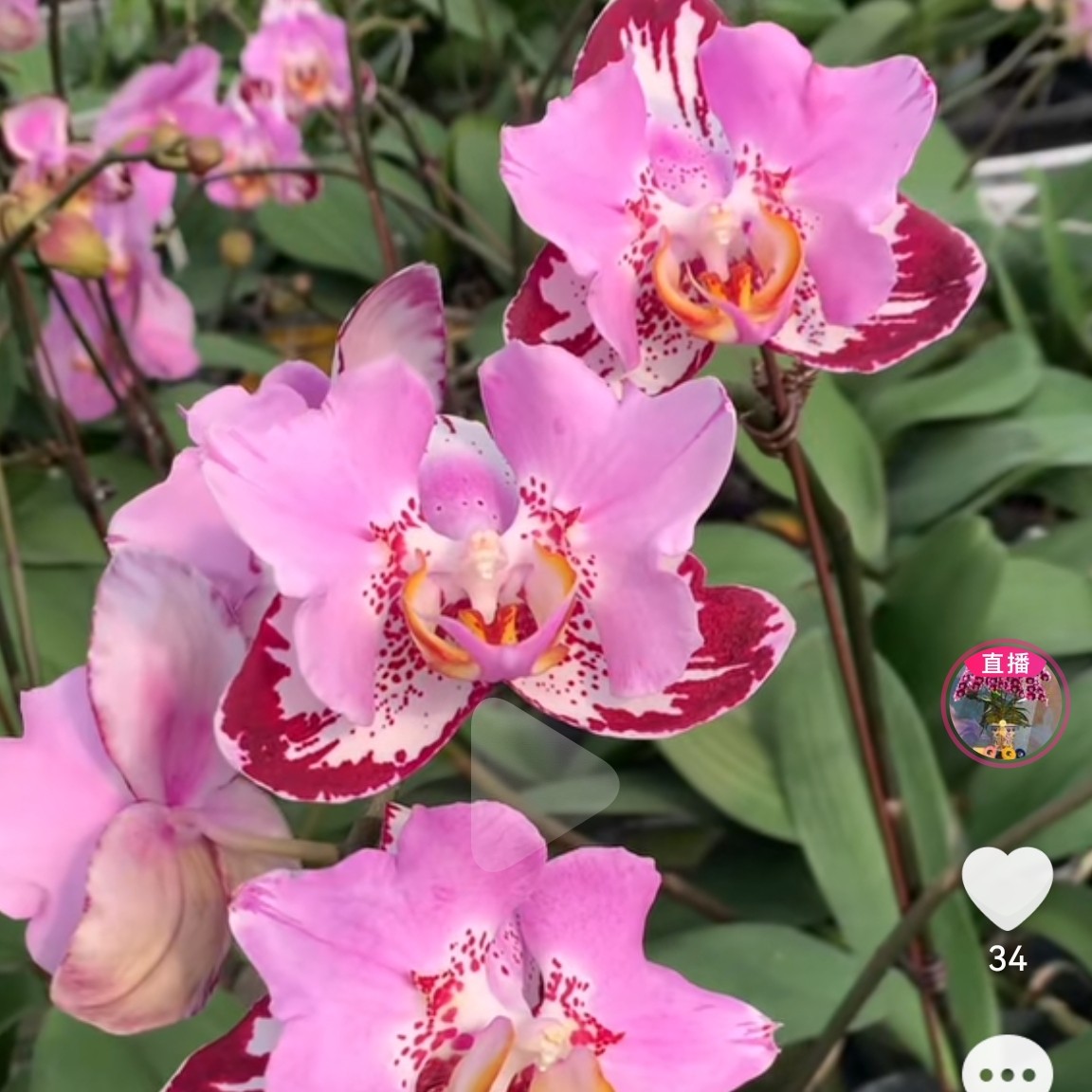 芳美黑钢琴苗子（中大花型/花变异）室内花卉