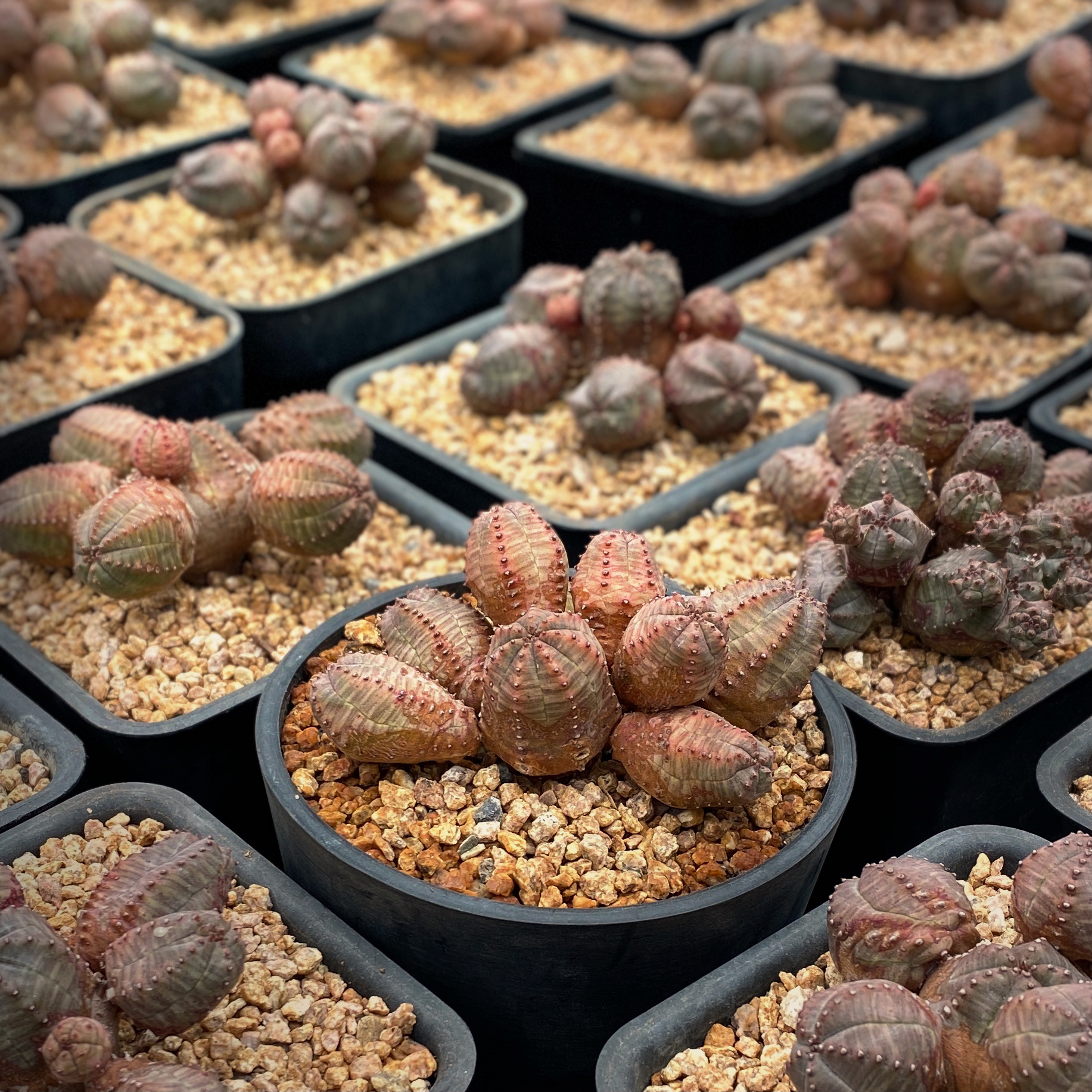 布纹球群生大戟科块根多浆植物潮流块根精品实生布纹球群多肉植物