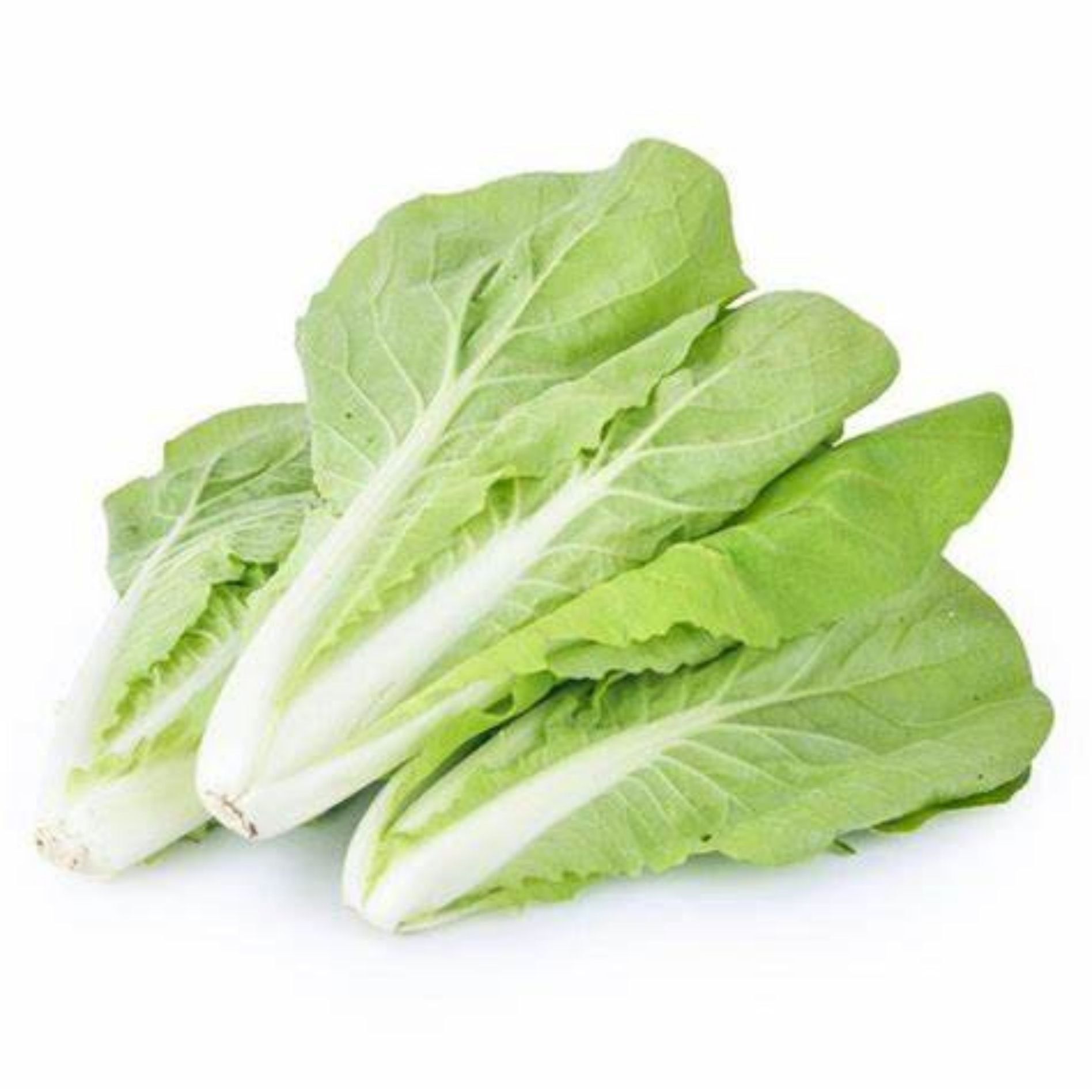 南汇杭白菜300g*3包