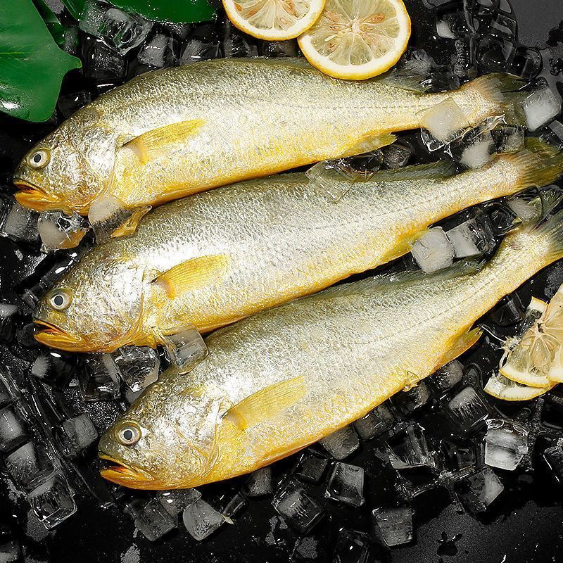 台湾海峡【深海大黄花鱼】口感鲜嫩适合宝宝孕妇吃