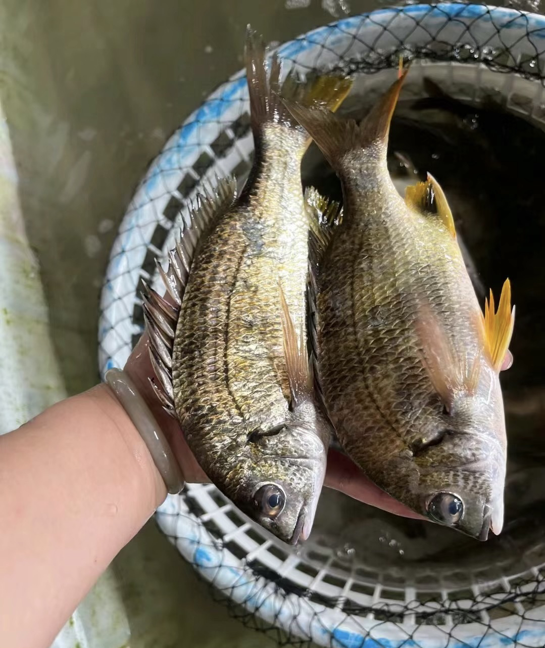 汕尾本港野生黄脚立鱼黄翅鱼月子鱼营养价值高无小刺