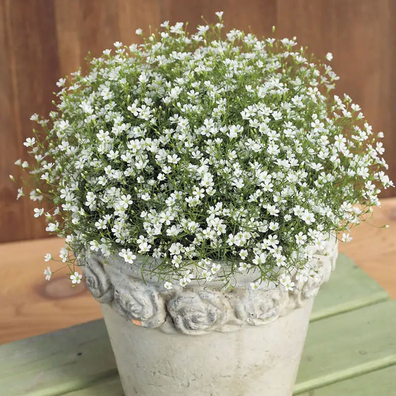 四季种易活花种子白色满天星阳台盆栽观花花卉植物种子