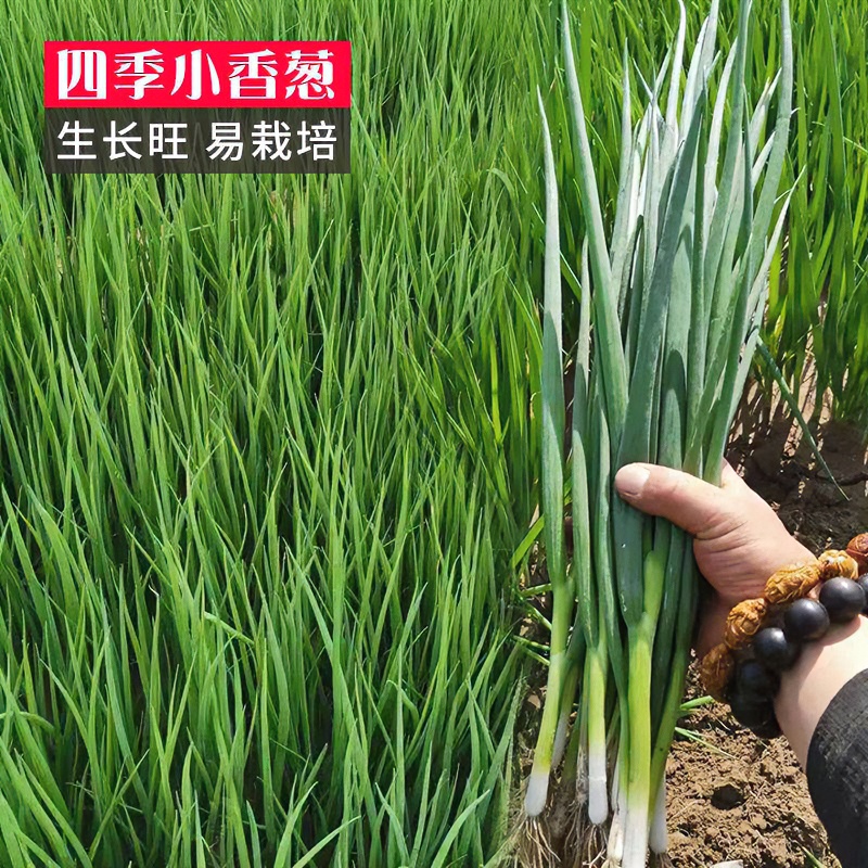 四季小香葱种子盆栽细香葱发芽种籽四季播种易种植耐热优耐寒生长