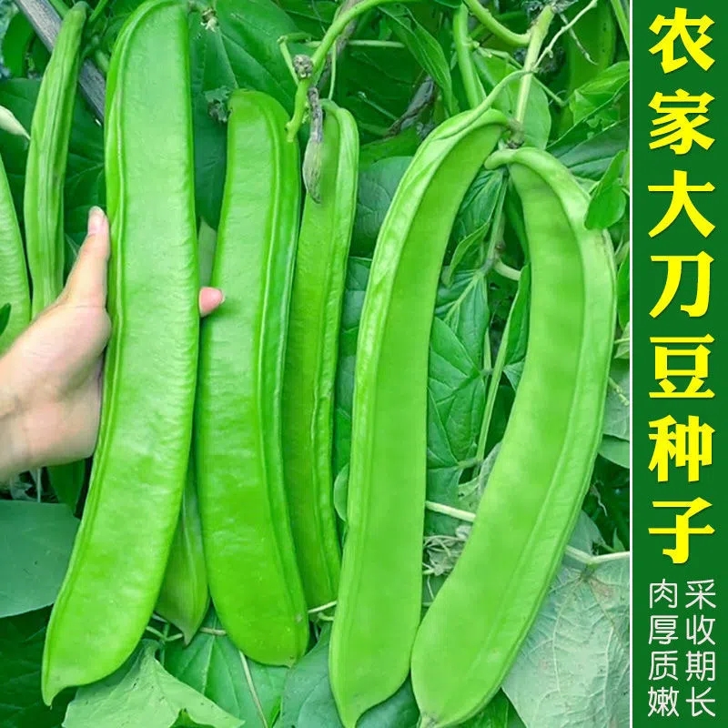 刀豆种子霸王大刀豆种籽巨型大豆角种籽四季爬藤蔬菜豆角种子春季