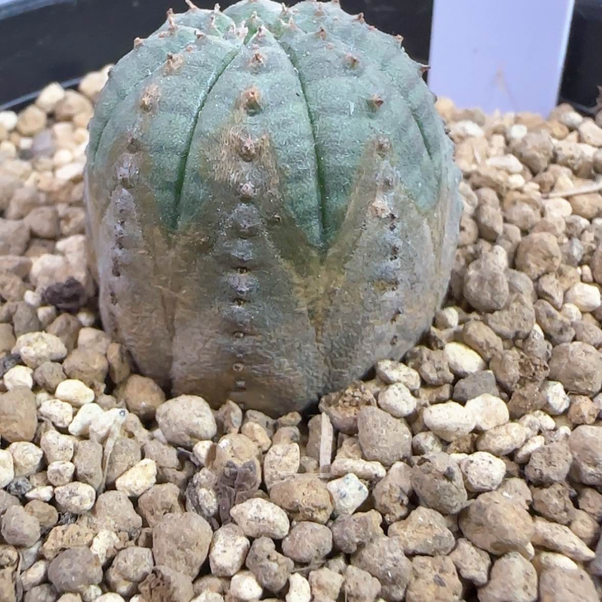 【闪购商品】305欧布侧芽