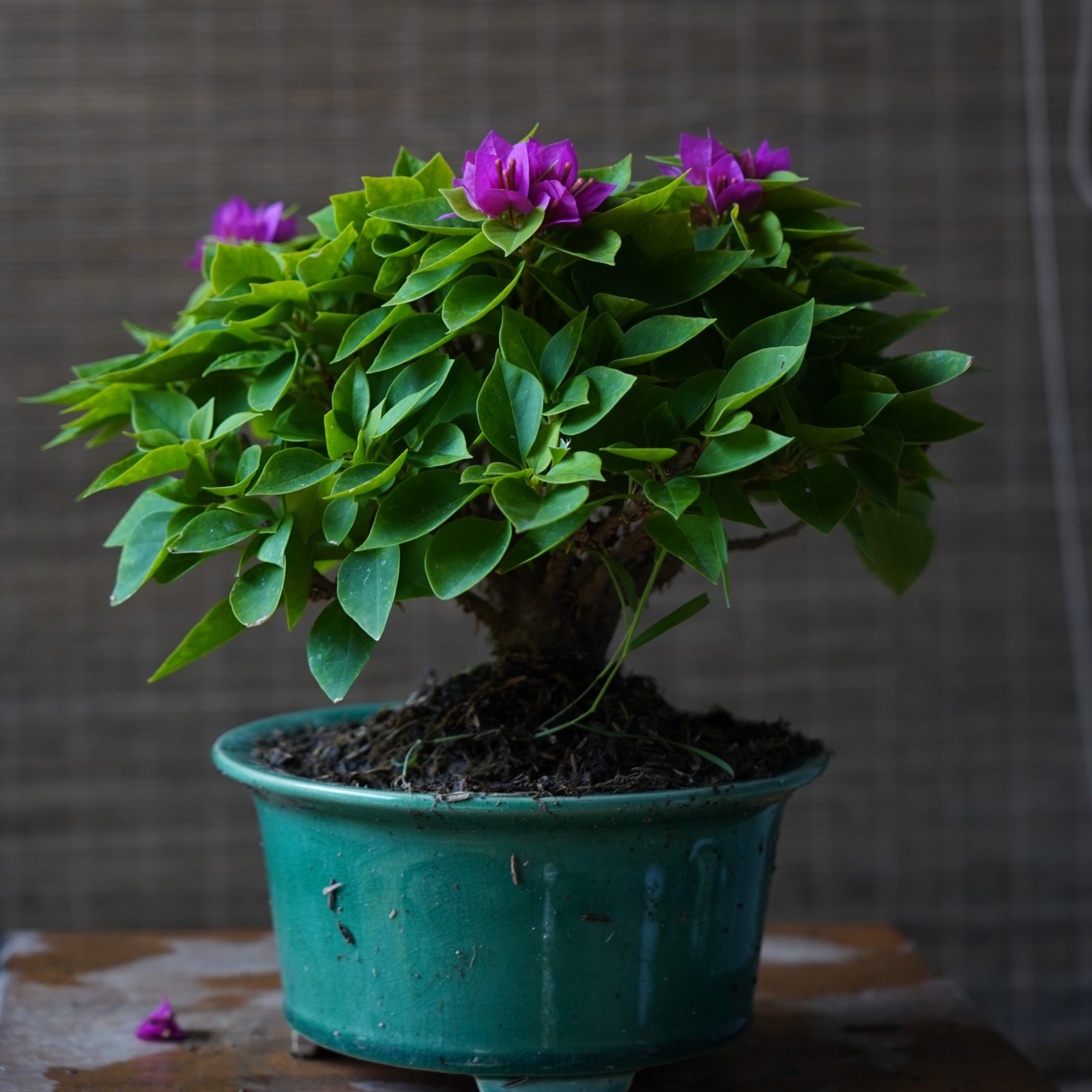 【一物一拍】精品盆景花卉绿植拍（1）【非直播期间勿拍】