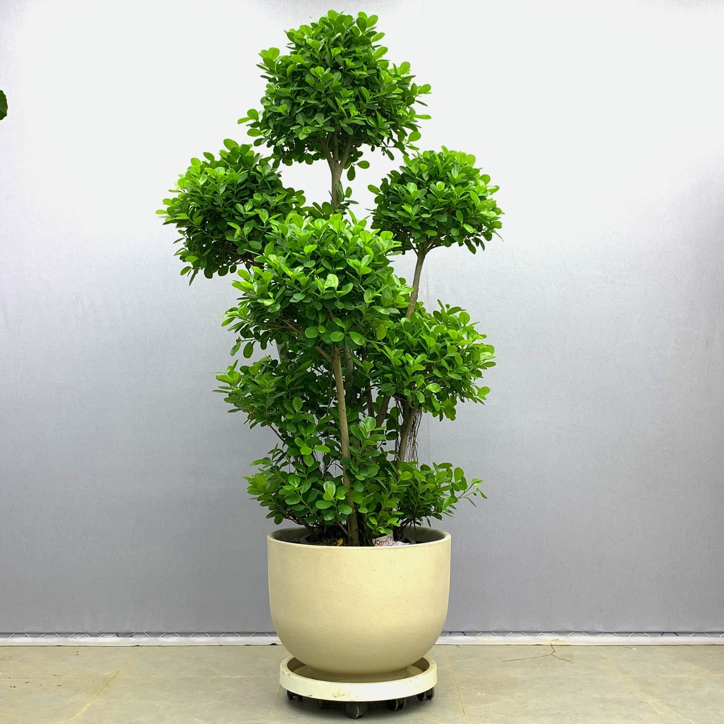 匠心缘  摇钱树大型绿植盆栽客厅阳台办公室前台好养植物