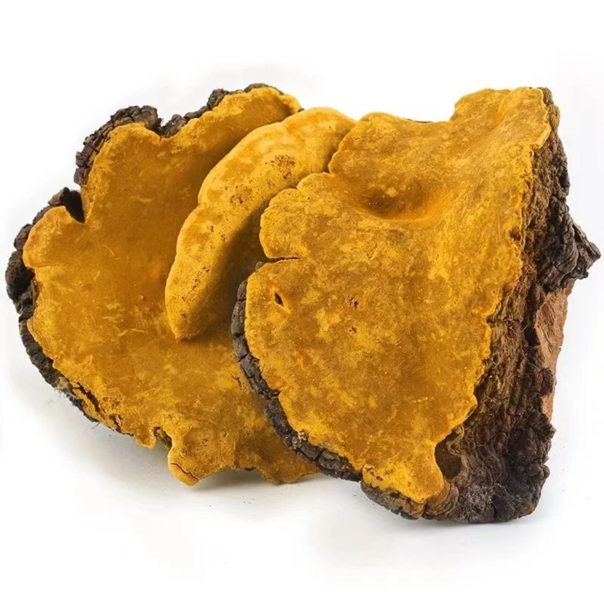 【阿成推荐山货】 桑黄