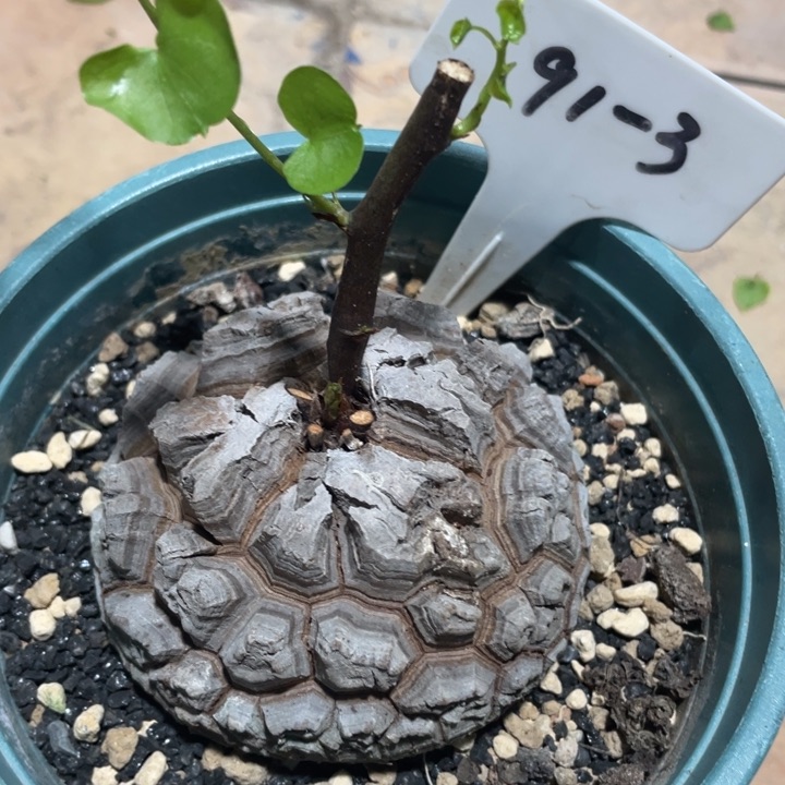 一物一拍8.2公分，白皮定养南非龟甲龙