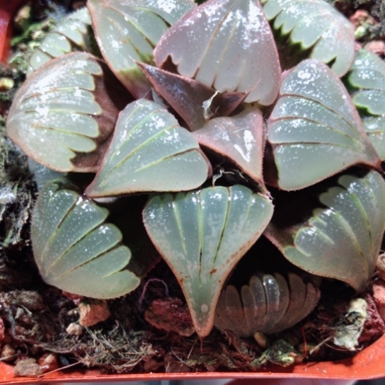 【闪购商品】媚凤芭提雅