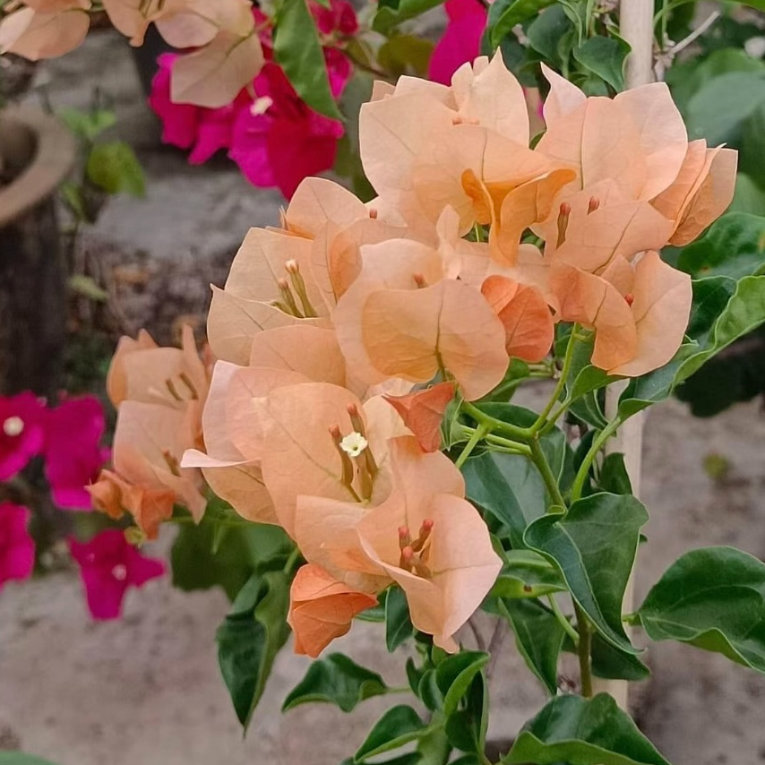 {蒙娜丽莎茶} 嫁接盆苗 爬藤飘枝垂吊