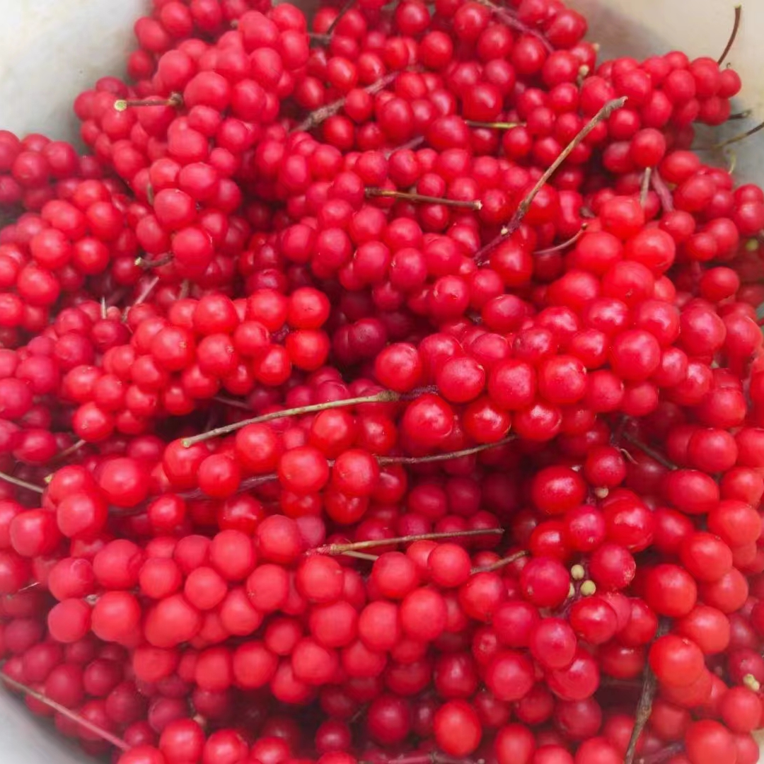 长白山特产北 红 果 新货500g