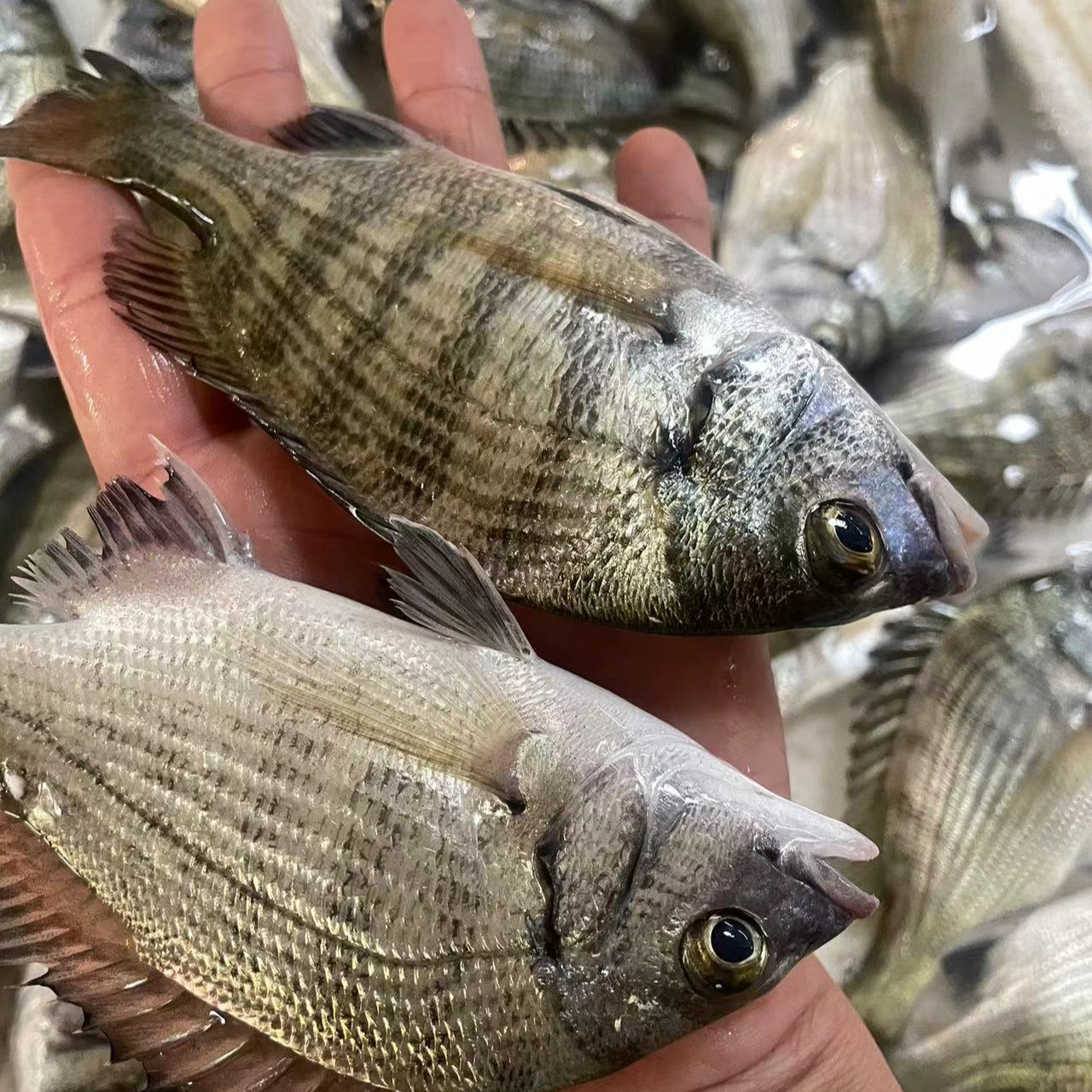 【黑腊鱼】野生海鱼 现场为准 不退货 