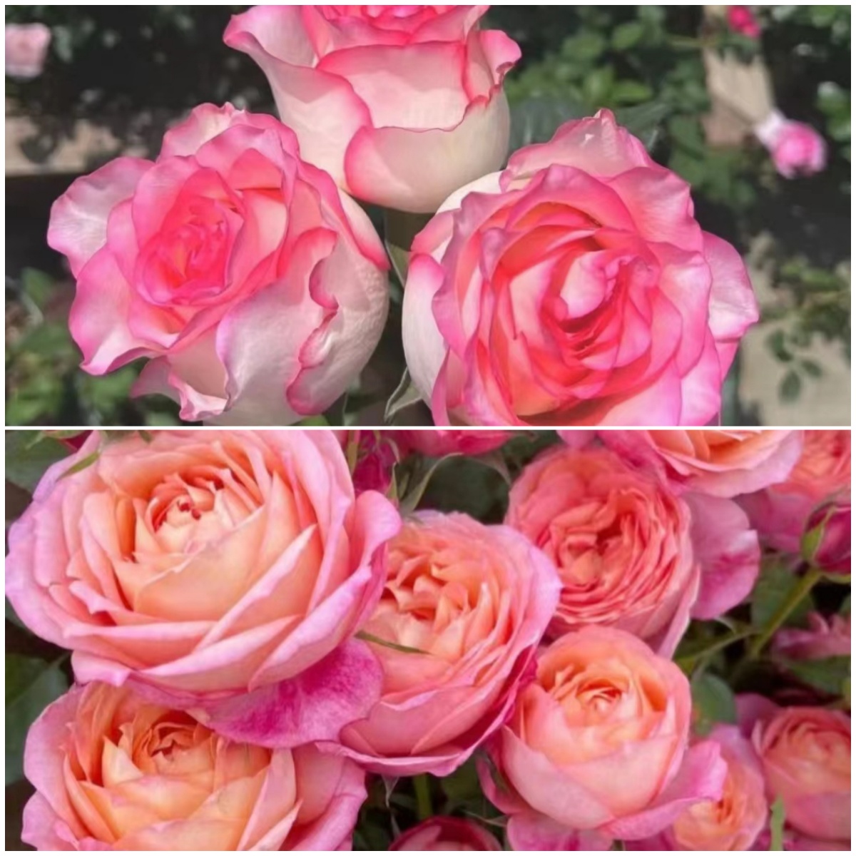 艾莎花园【爱莎玫瑰+梦幻美人】1加仑玫瑰切花大花月季多季节开花复