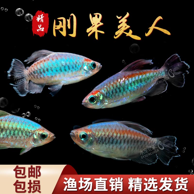刚果美人电光美人彩虹绿刚果鱼一线隆尼吉热带观赏鱼群游活体鱼