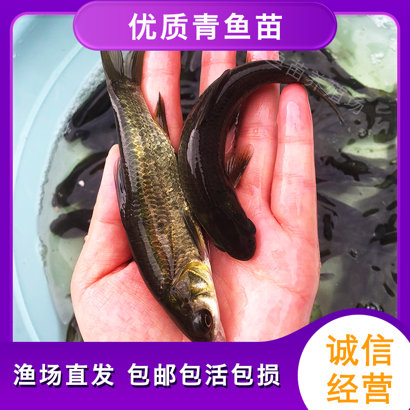 青鱼鱼苗螺丝青鱼苗冷水淡水养殖 包邮 渔场直发 养殖场