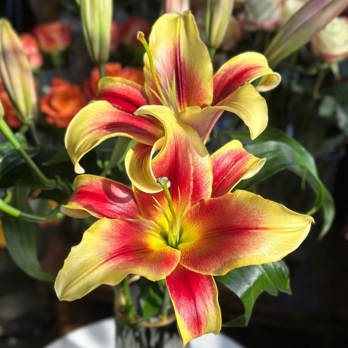 【貂蝉】1球浓香复色好养大花单瓣16/18四季可种庭院阳台种植耐寒