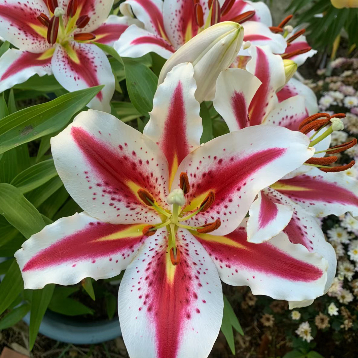 【笑脸】30+单瓣大花浓香种球周长大四季可种阳台庭院种植耐寒好