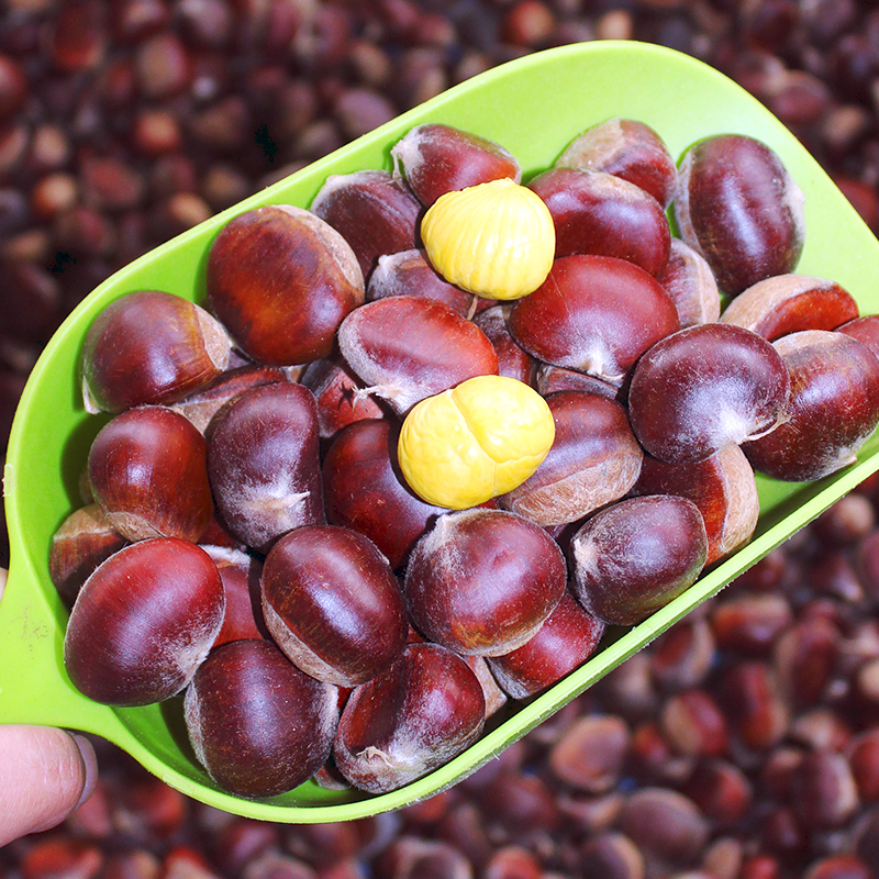 【罗田红壳板栗】净重 2斤/5斤 坏果包赔