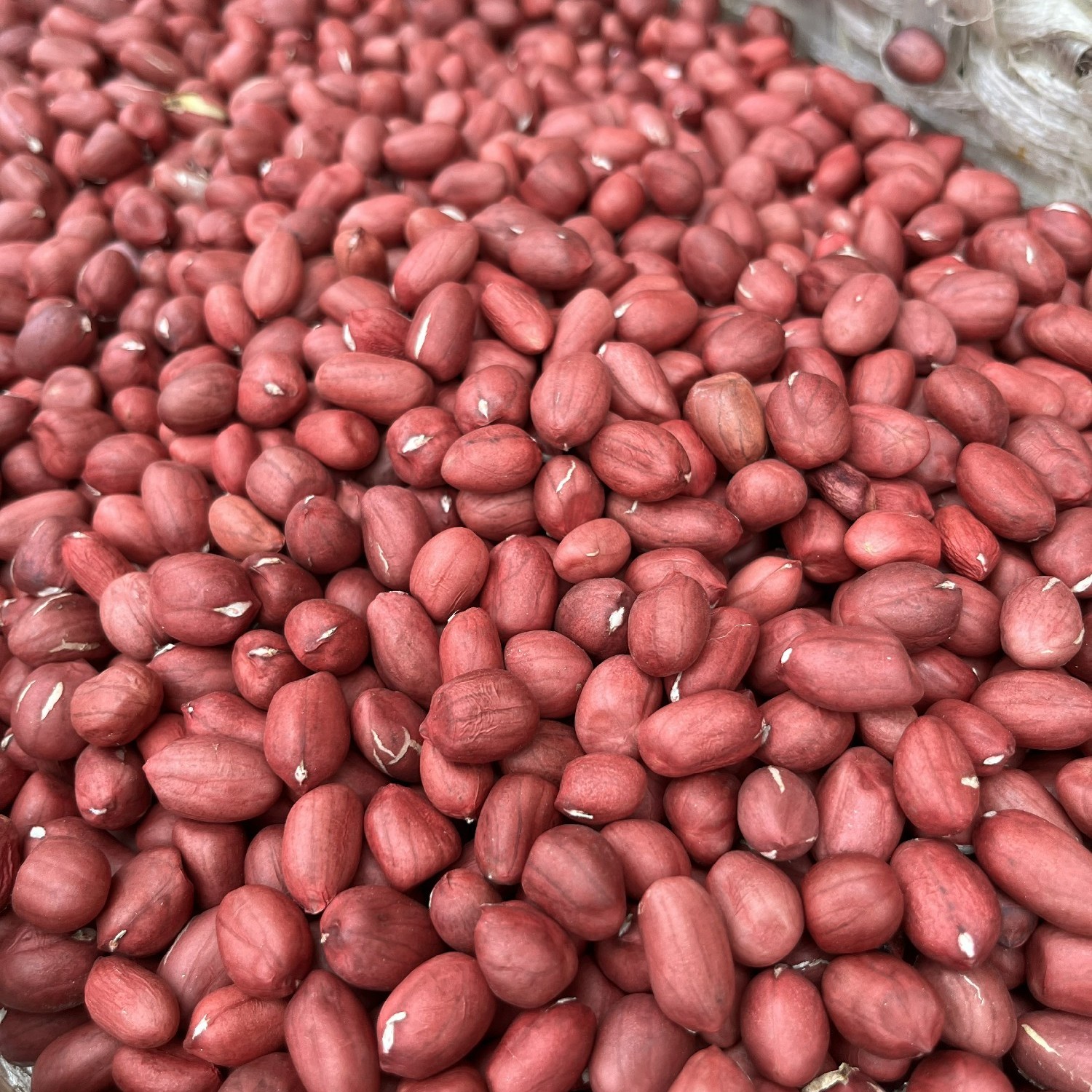 【 花生米】净重500g  农家种植  包邮食用农产品