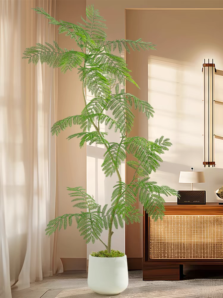 蓝花㨕室内净化空气植物