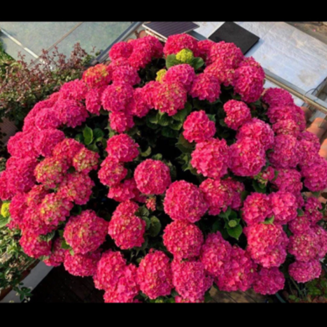 【拾·玖】玫红妈妈大花球红色 可以地栽盆栽新老枝开花