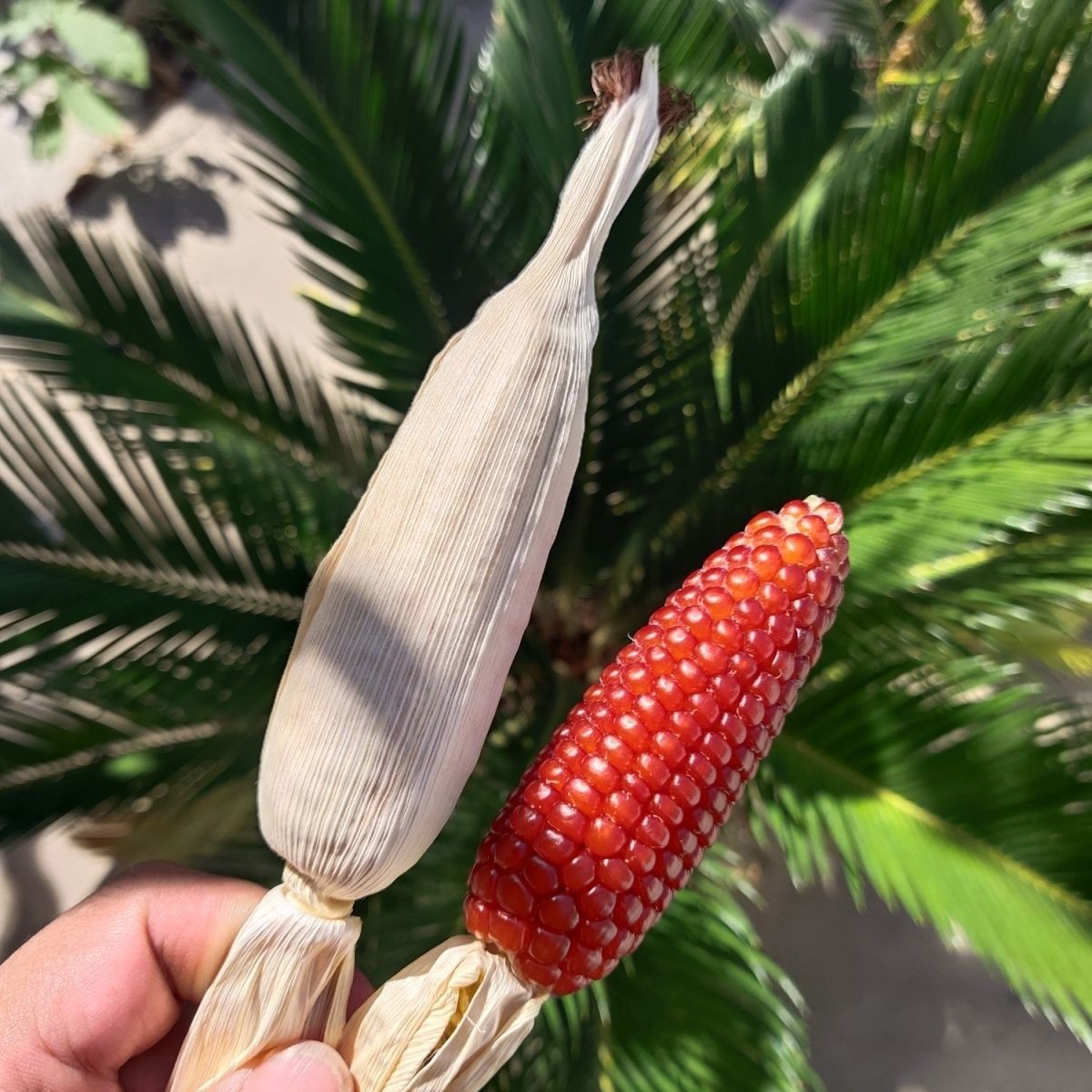 大帅文玩玉米请勿私拍