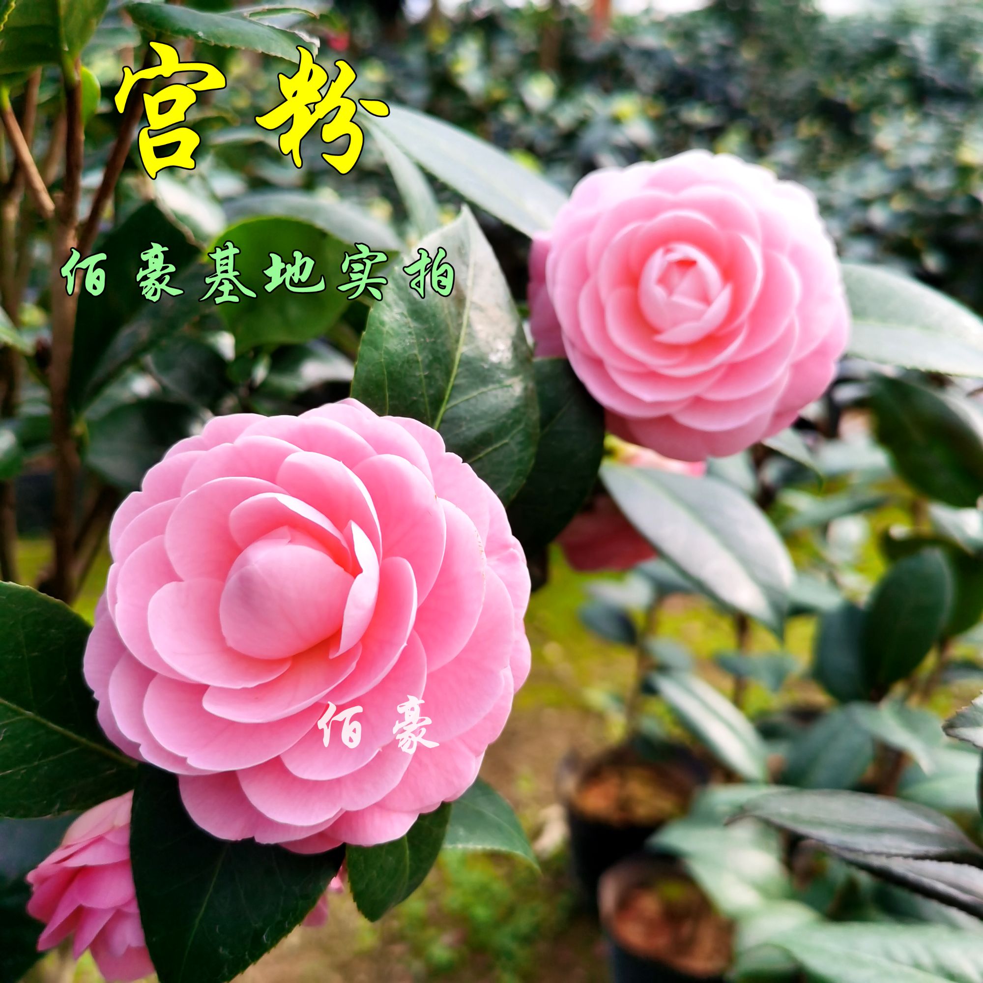 佰豪宫粉茶花室内四季茶花福建山茶花盆栽广东绿植精选正宗山茶花