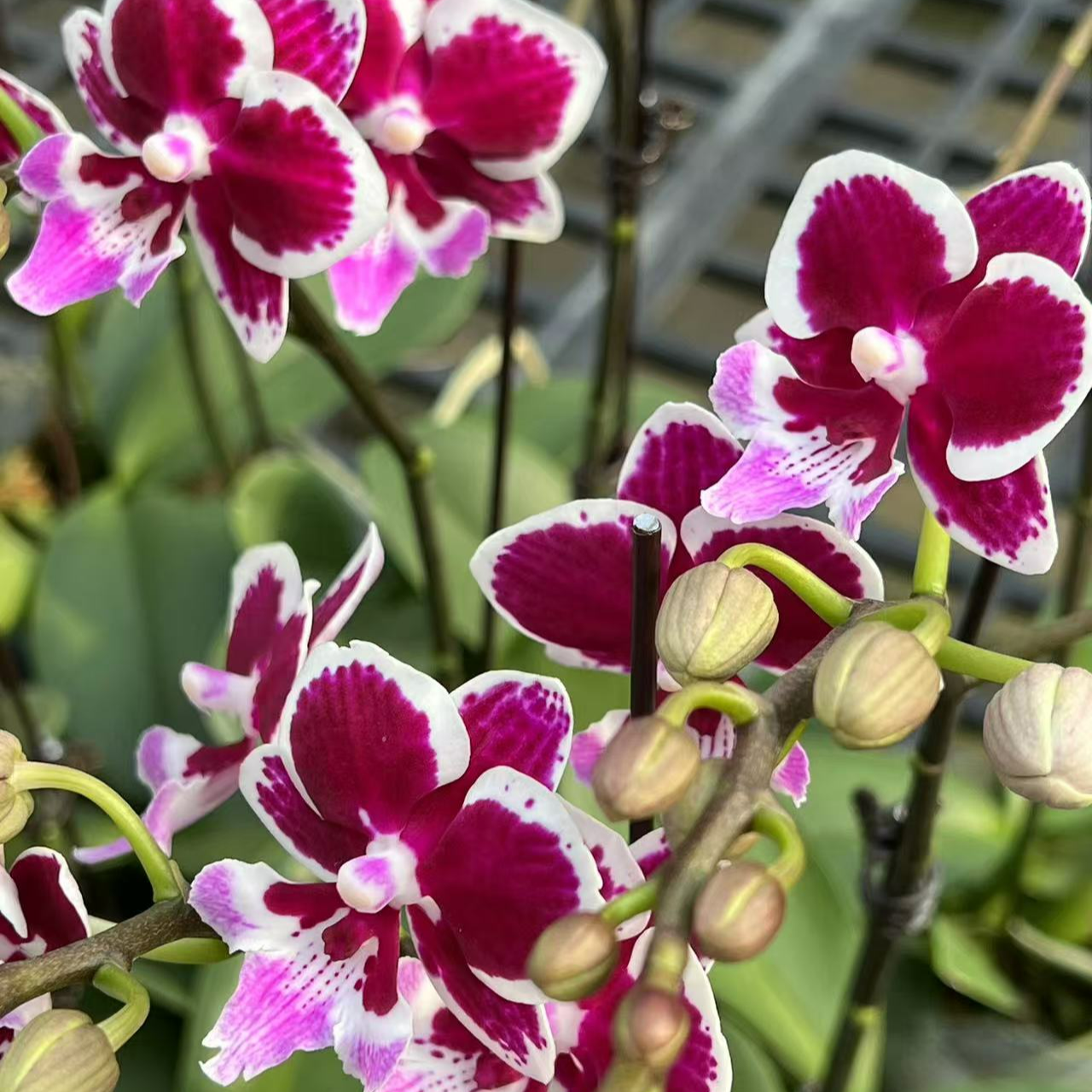 美琪巧克力KM338 3.0寸加高杯蝴蝶兰 带花带花苞 基地直发