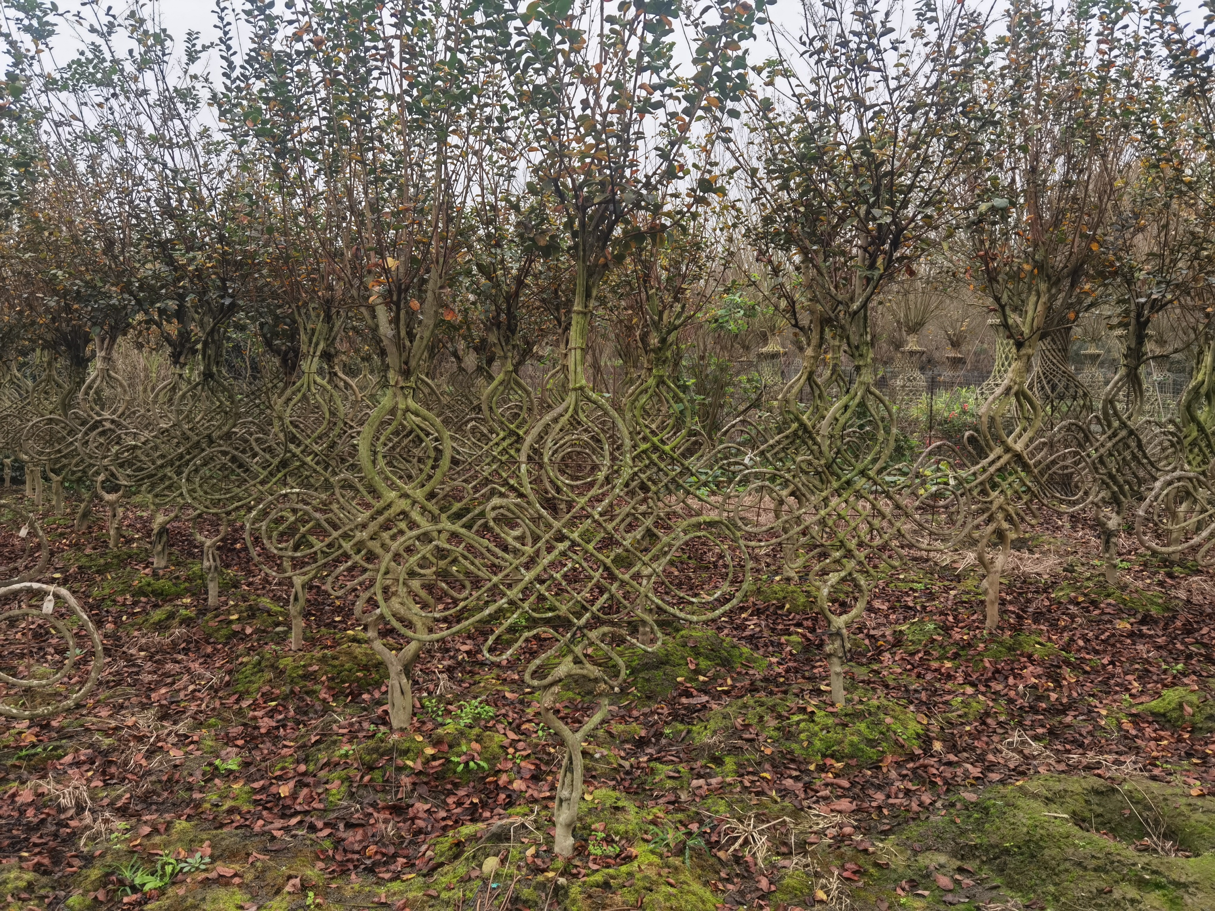 紫薇编织造型中国结