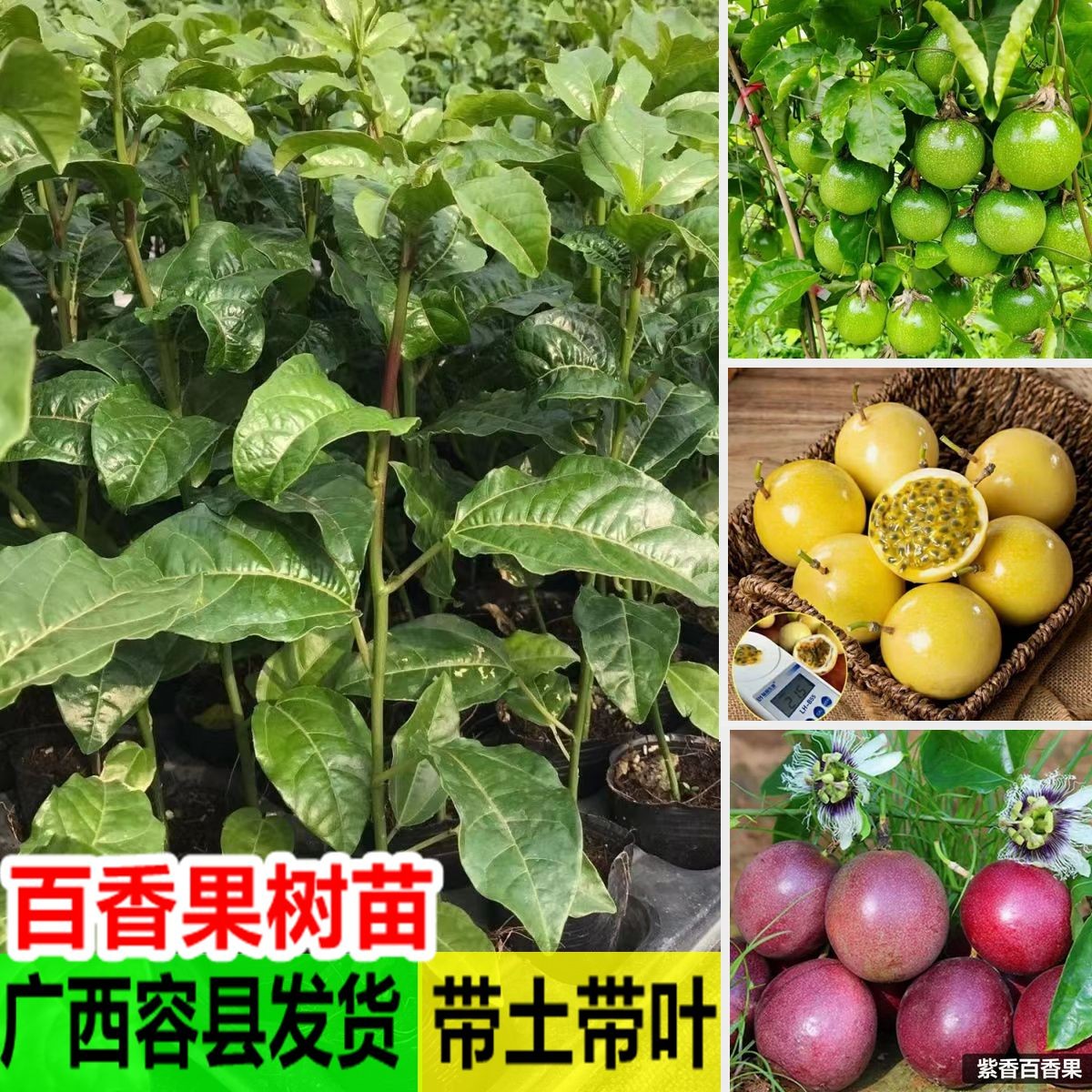 黄金百香果苗钦蜜9号黄色百香果树苗西翻莲鸡蛋果苗爬藤盆栽植物