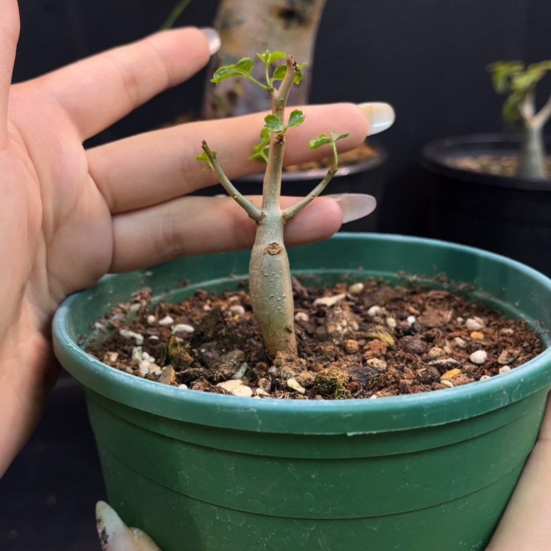 好望角没药一口价