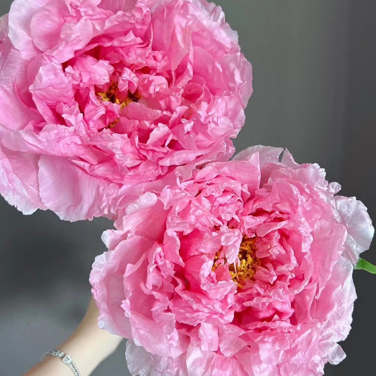 【花兢】进口牡丹花苗重瓣大花耐寒基地直发 先发肥，秋季发苗