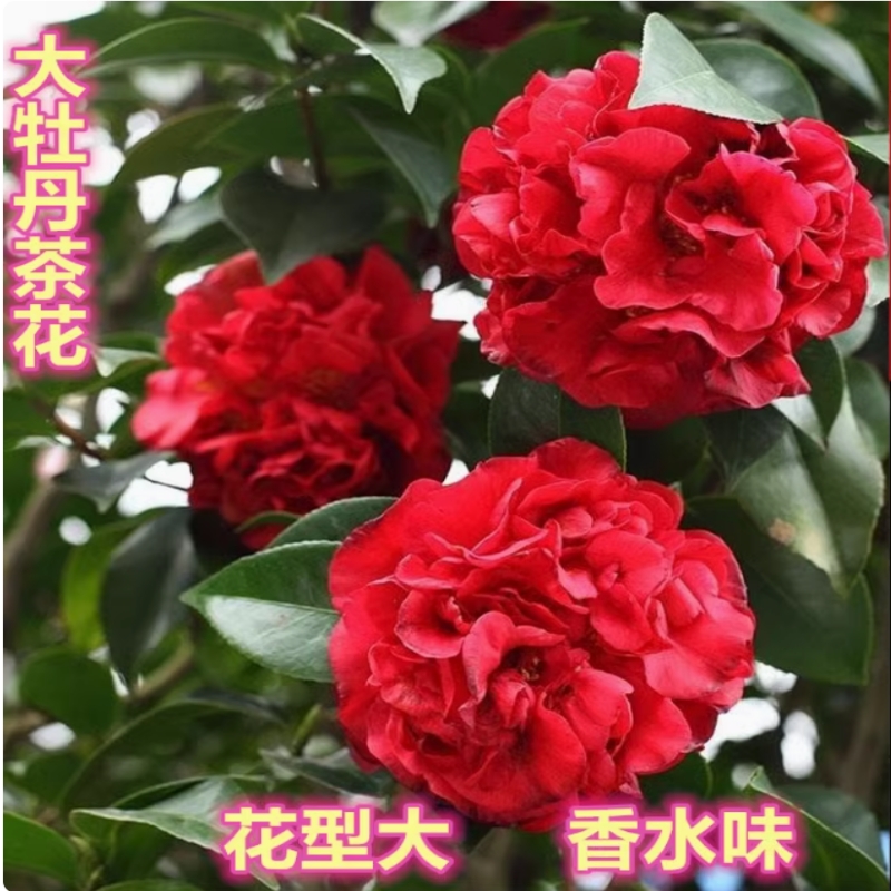 克瑞墨大牡丹山茶花好养带香味绿植花卉大型盆栽阳台室内庭院