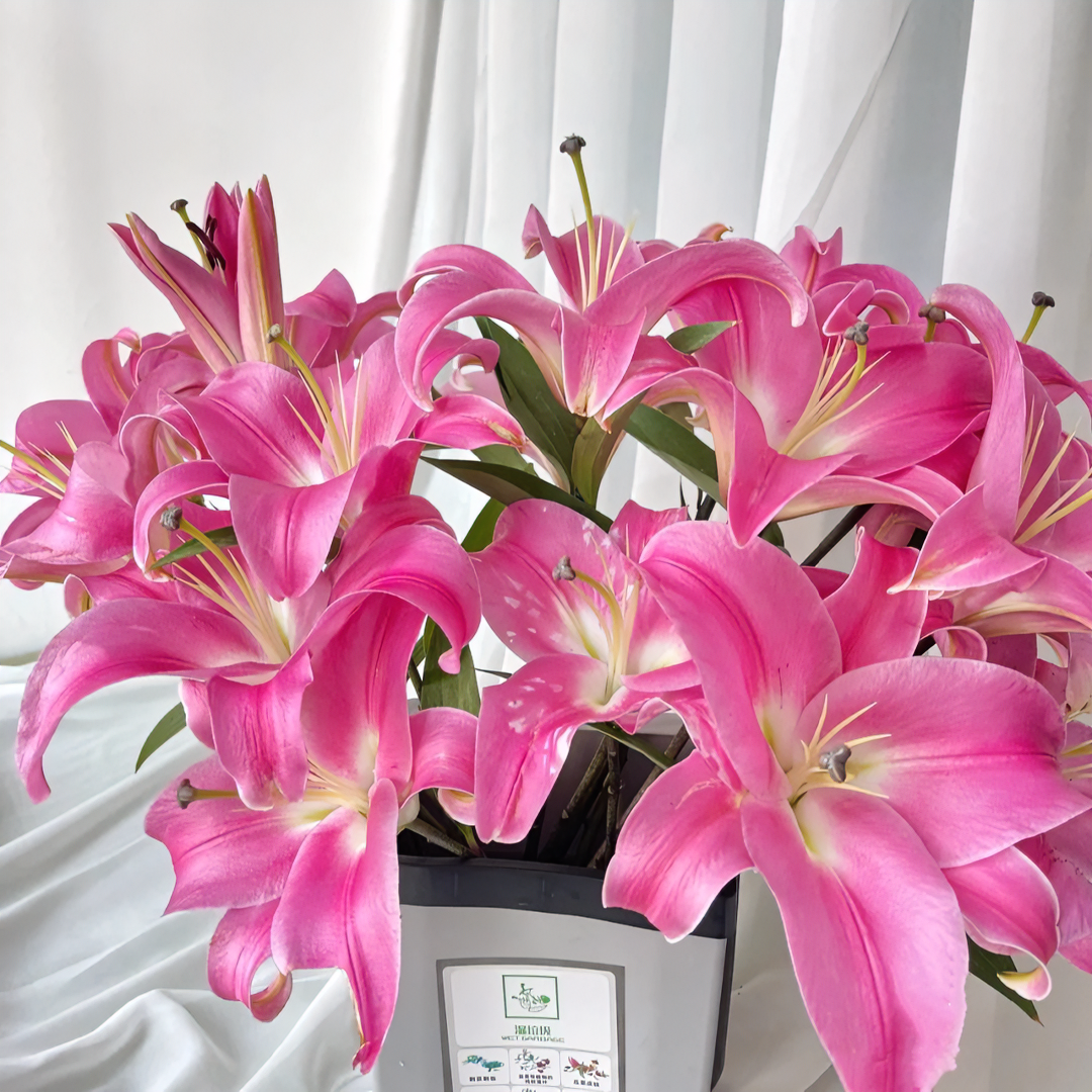 【福利爆款】  罗宾百合  香水百合  店铺现货包邮  鲜花鲜切花