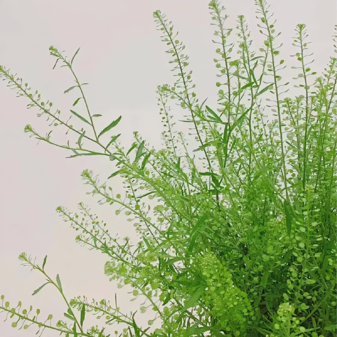 【福利爆款】 绿铃草 配花配草 店铺现货包邮 鲜花鲜切花