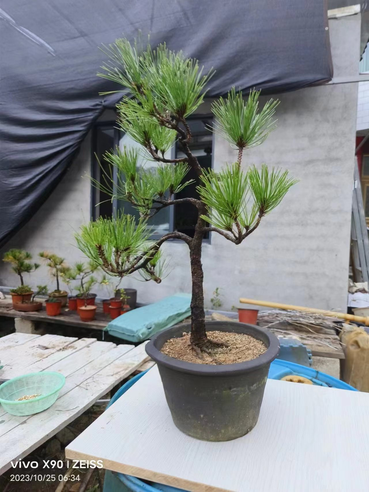 黄山松,一物一拍