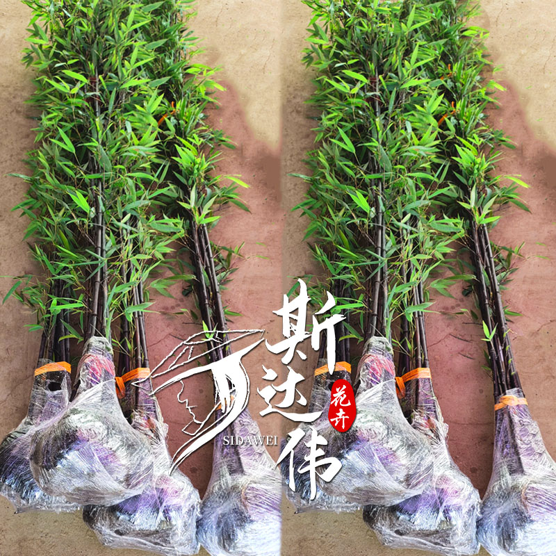 基地名贵紫竹黑竹墨竹苗庭院户外四季种植竹子耐寒盆景盆栽竹子苗