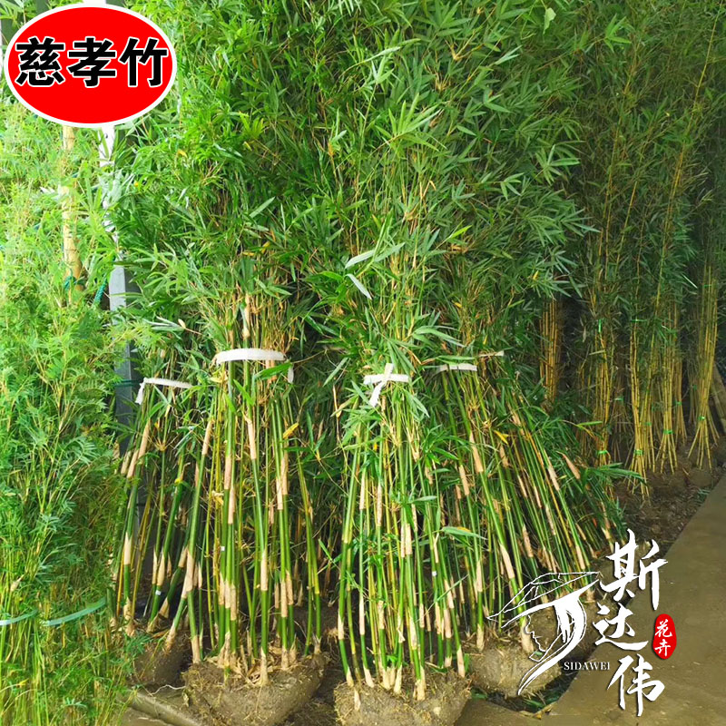 慈孝竹庭院窝竹四季常青观赏竹户外种植丛生竹景观阳台盆栽竹子苗