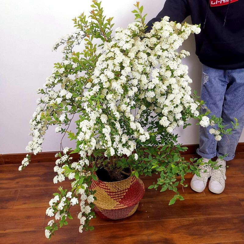 珍珠梅球麻叶绣线菊60-100cm冠幅丛生毛球独杆树形耐寒白色春季