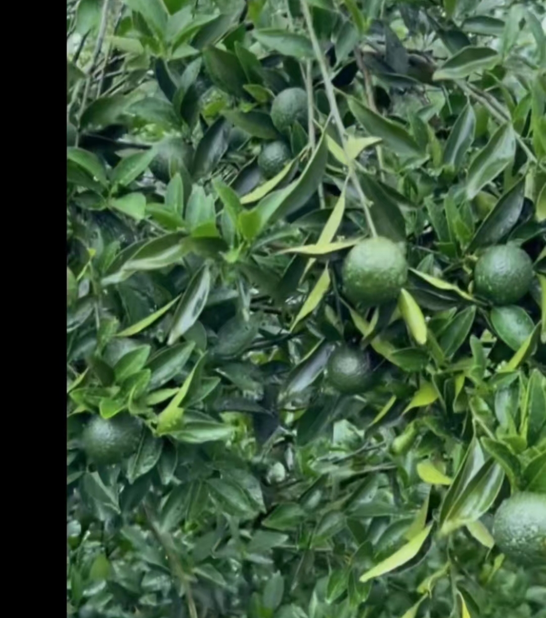 【2025年  茶枝柑老树 太阳生晒三花青】