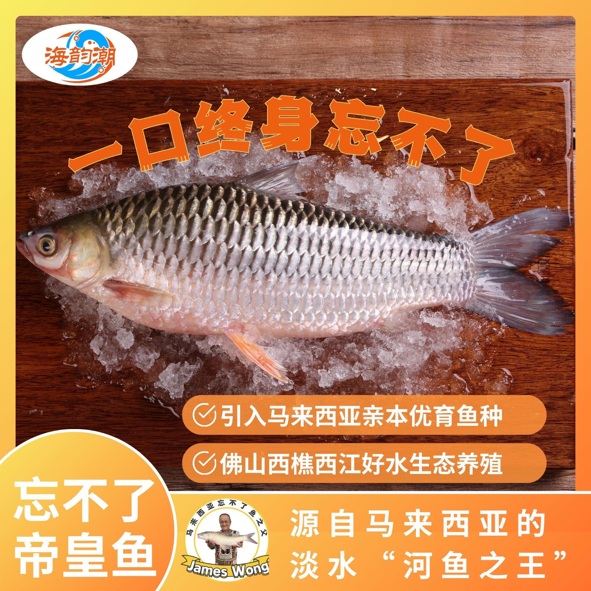 海韵潮帝皇鱼忘不了鱼马来西亚苏丹鱼 400-900克 特惠拍三送一