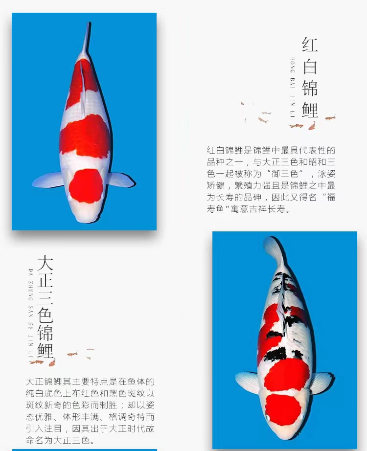 35-40公分直播甄选血统观赏鱼锦鲤鱼红白大正锦鲤