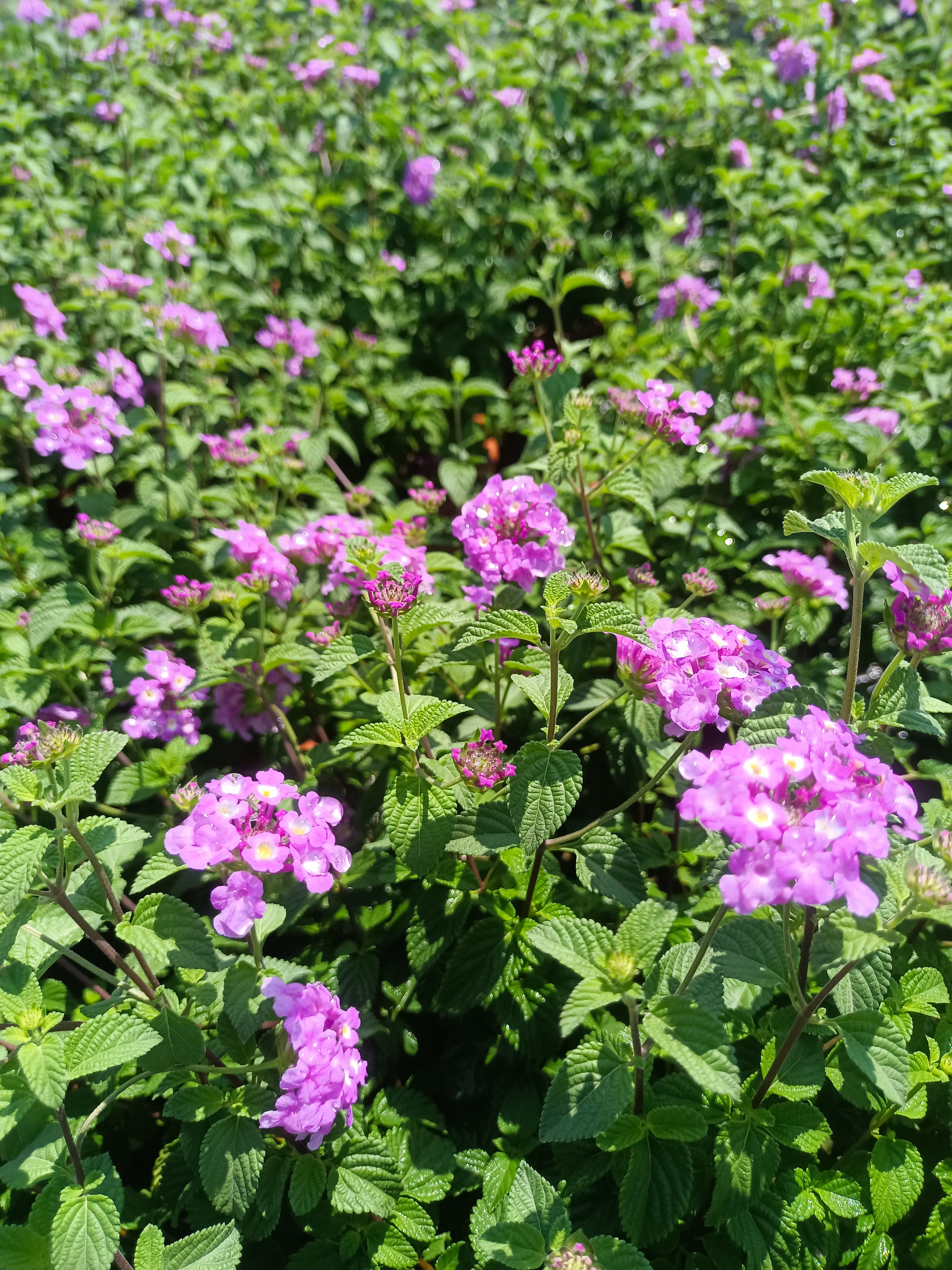马樱丹花苗 紫花庭院阳台四季垂吊花卉耐热花期长