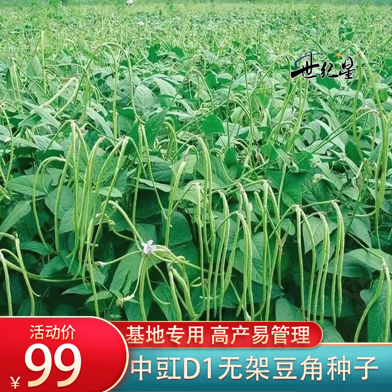 世纪星中豇D1早熟高产耐高温耐种植户专用高产无架豆长豆角种子