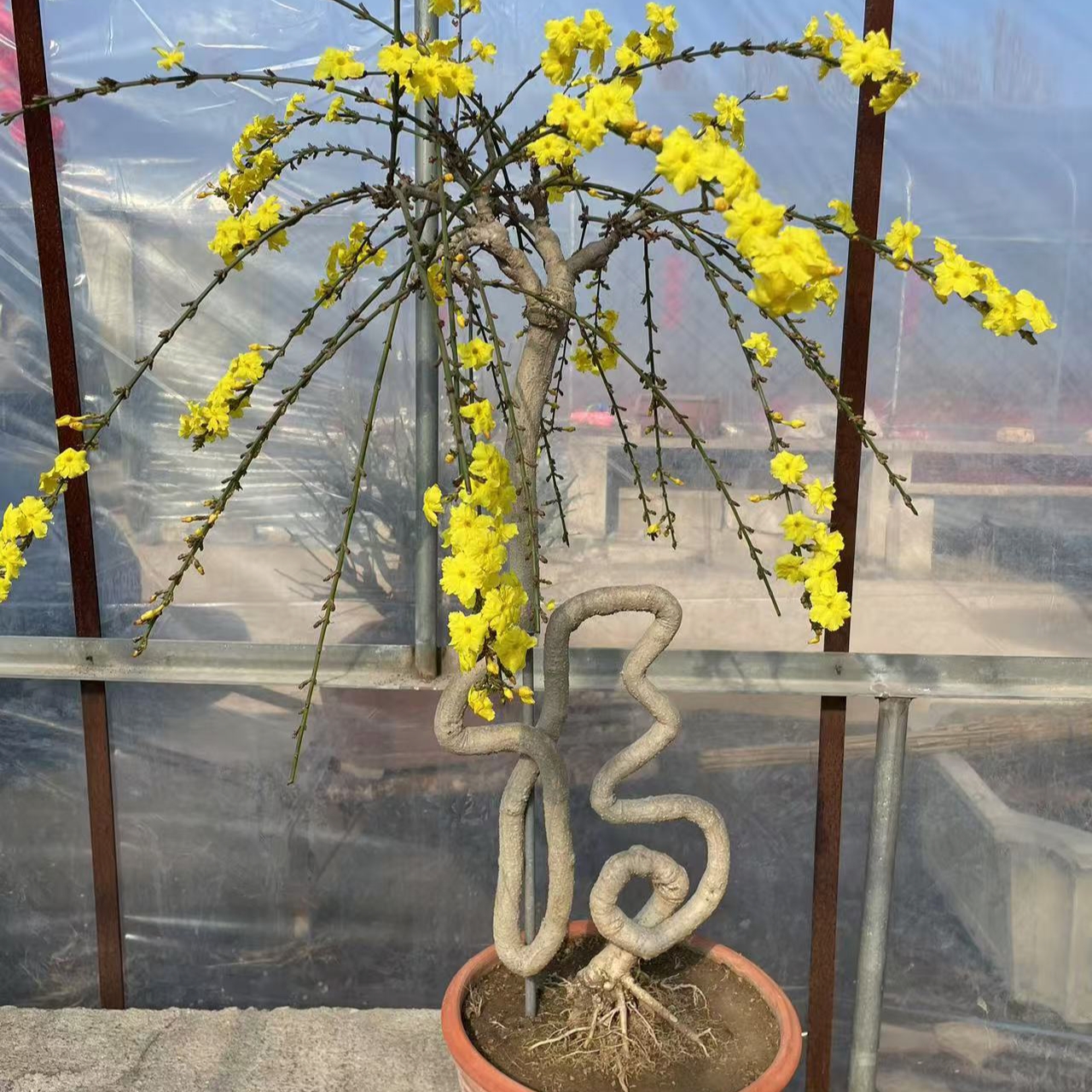 精品老桩迎春花探春花，年前开花一物一拍