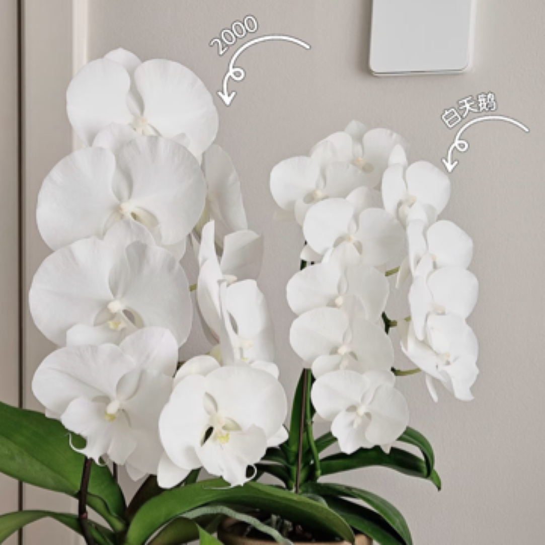 【CH2000】3.0寸没有花剑叶片损伤晒斑白色大舌头大花蝴蝶兰不售后