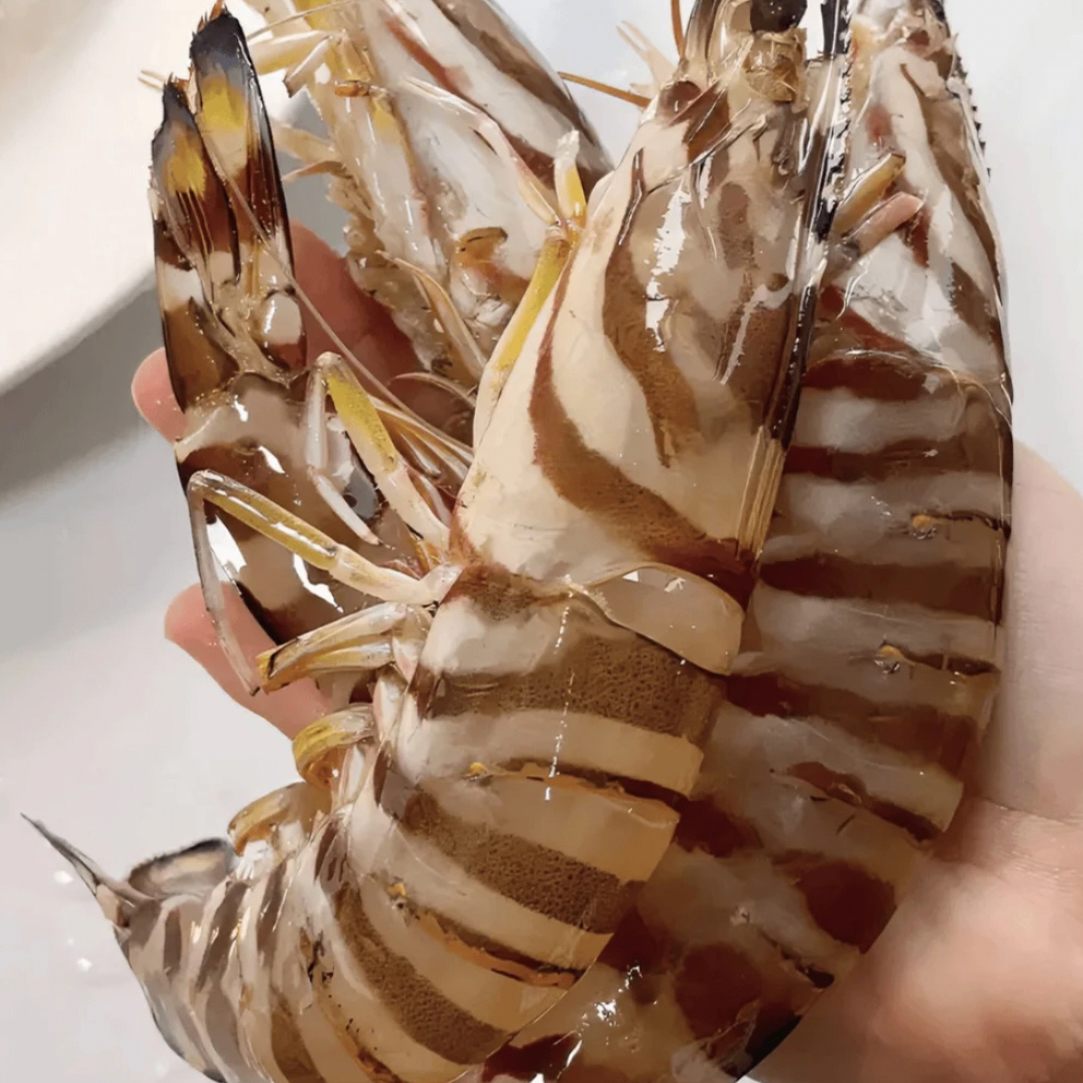 鲜活九节虾斑节虾500g