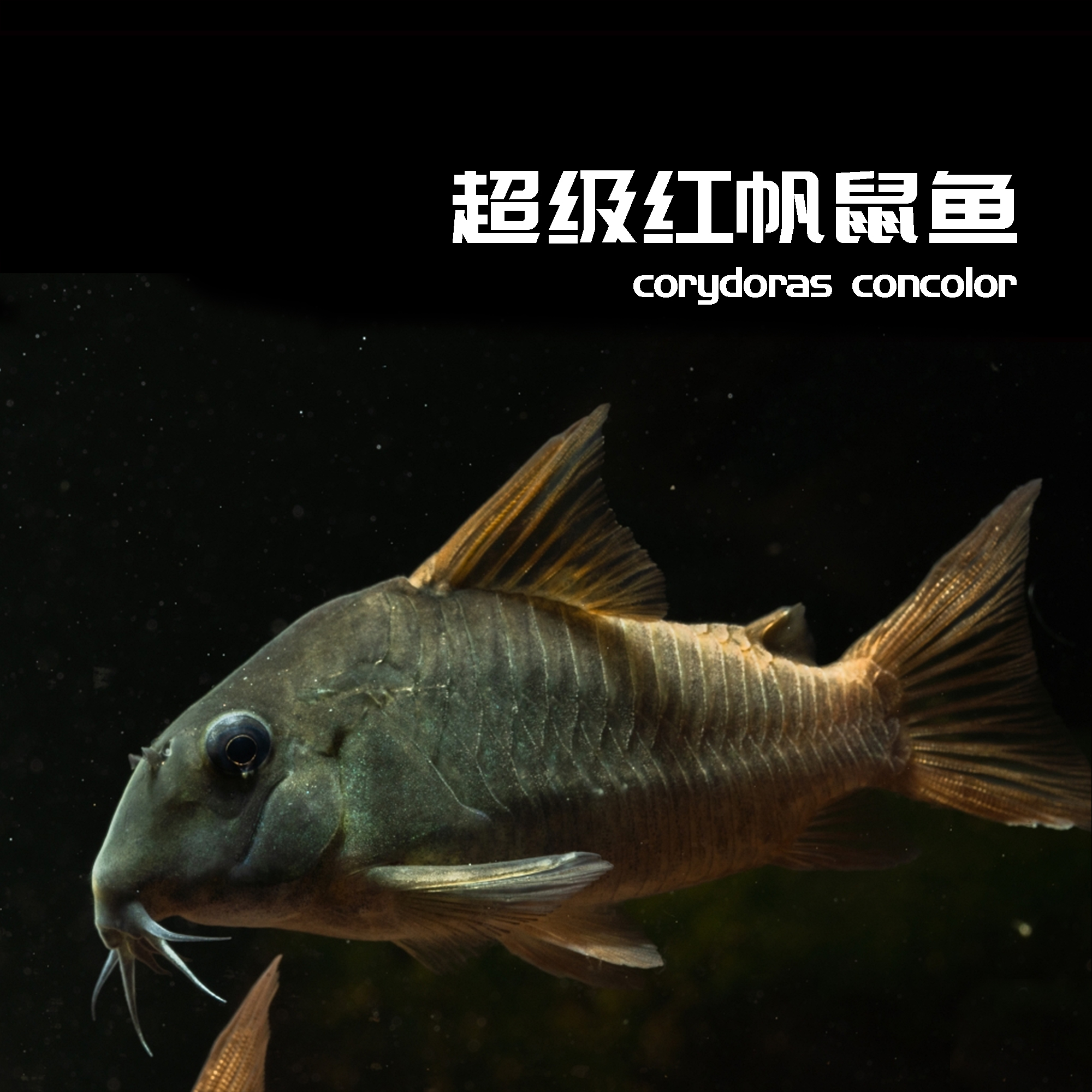 1鱼栖于兮 超级红帆鼠鱼南美鱼热带鱼