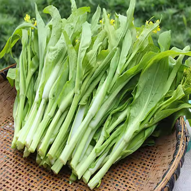 早熟白菜苔种子白菜心种籽家庭菜种子小院阳台盆栽菜籽蔬菜种子孑